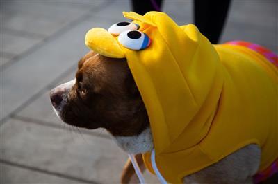 Sesame Street Big Bird Pet Hoodie Costume Pet Clothes Pet Krewe 