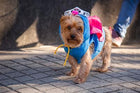 Sesame Street Super Grover Dog Pet Costume Pet Clothes Pet Krewe 