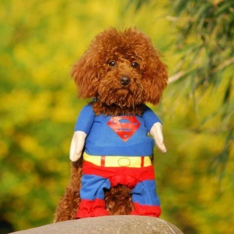 SuperDog Costume Pet Clothes Oberlo 