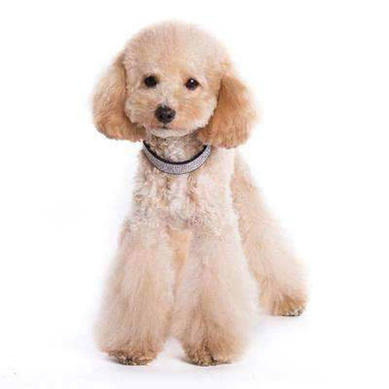 VIP Bling Collar, Collars and Leads, Furbabeez, [tag]