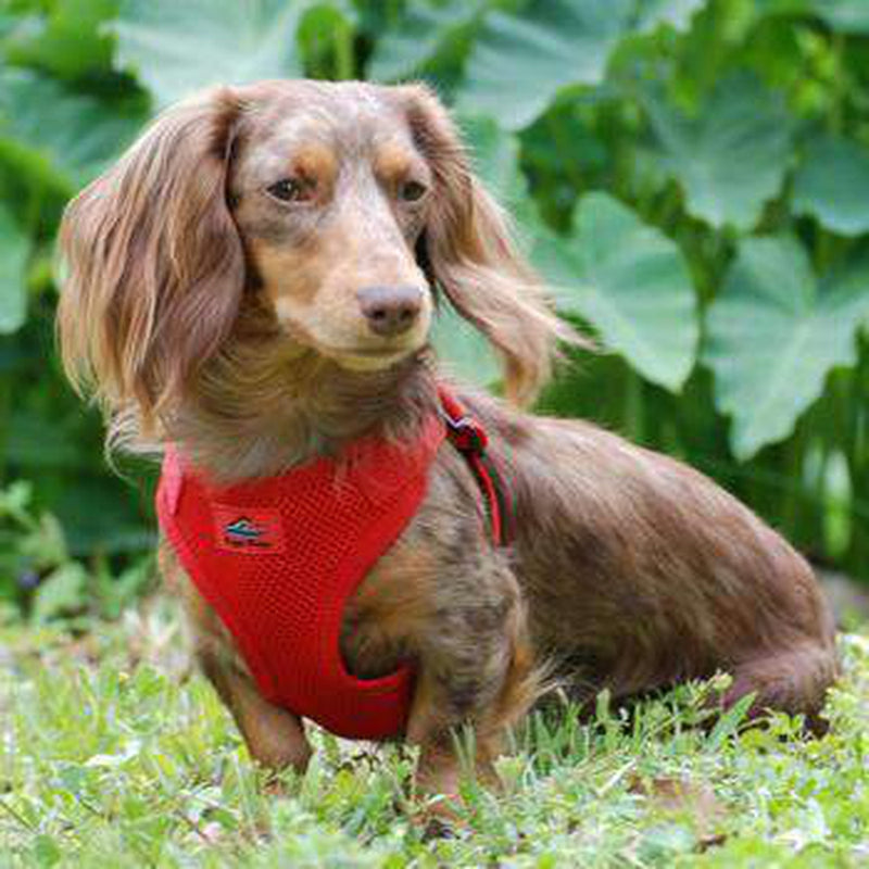 Wrap and Snap Choke Free Dog Harness - Flame Red, Collars and Leads, Furbabeez, [tag]